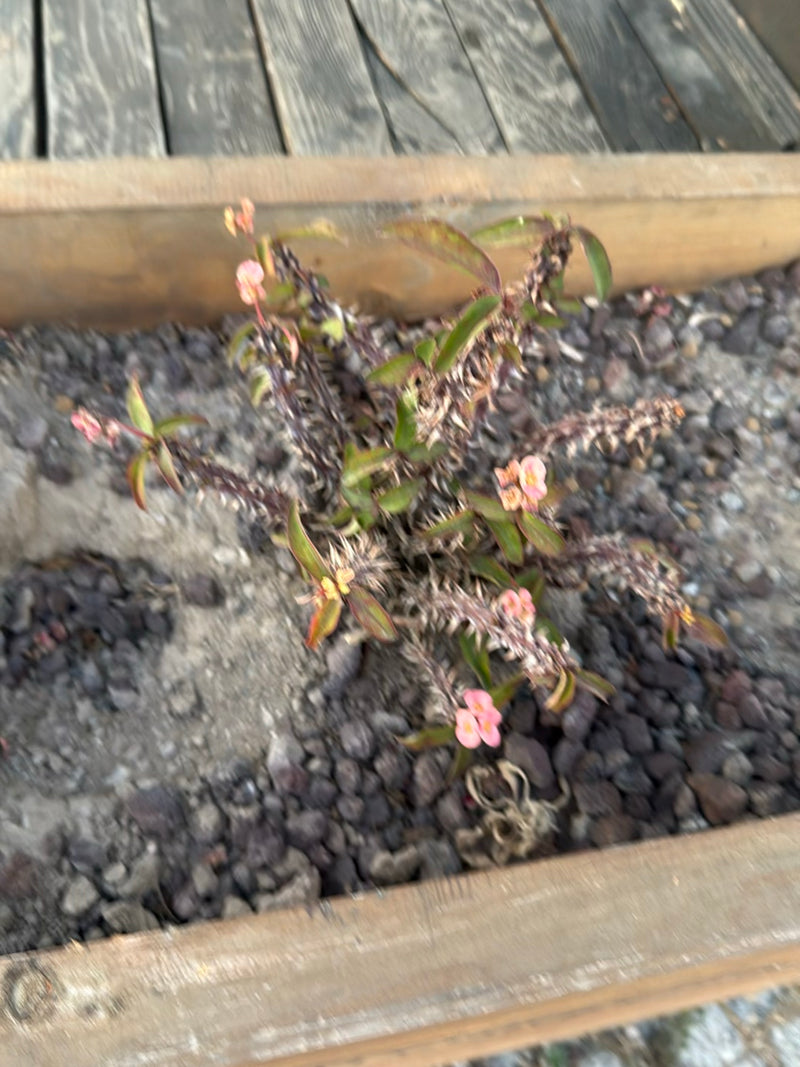 Spuckpalme — Bild 2