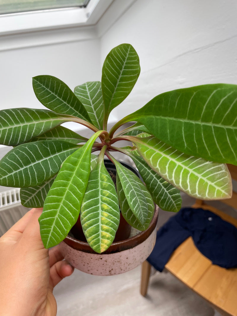 Spuckpalme — Bild 3