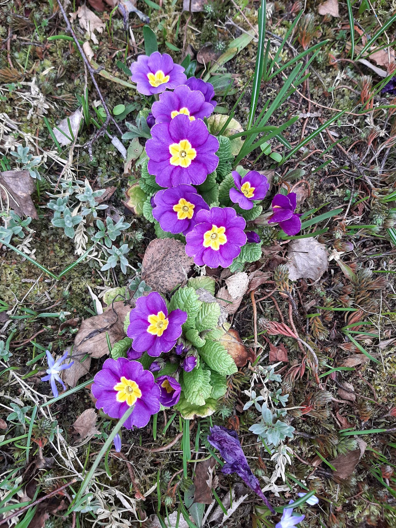 Stängellose Schlüsselblume — Bild 1