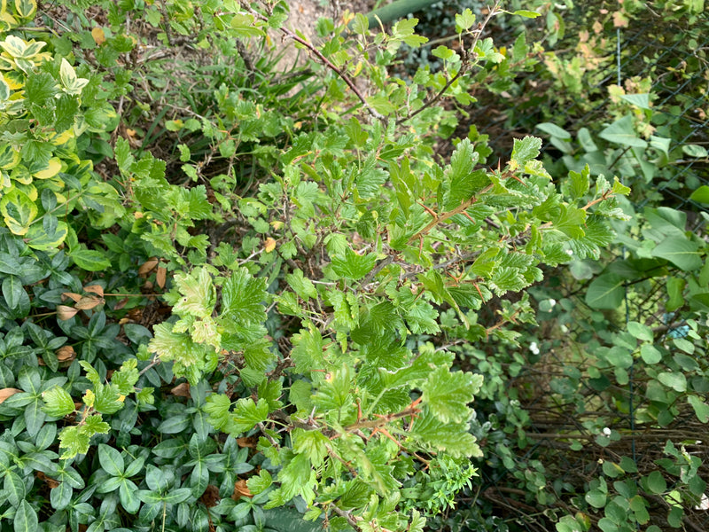 Stachelbeeren — Bild 2