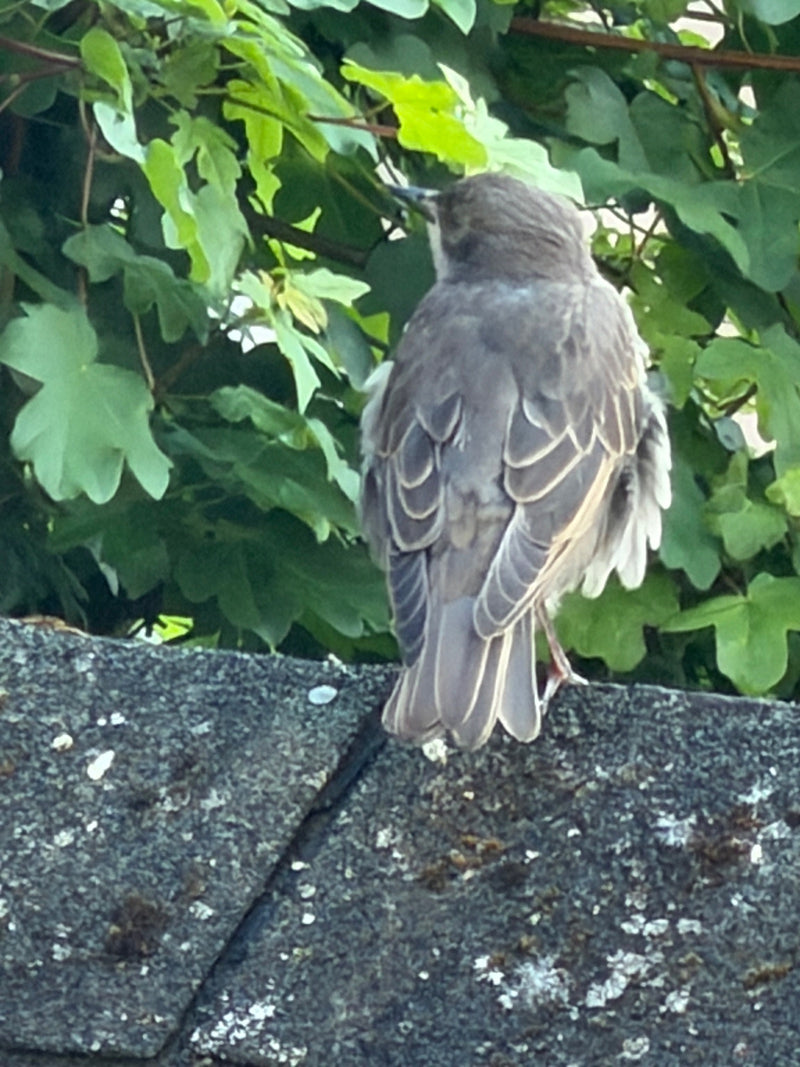 Star — Bild 3