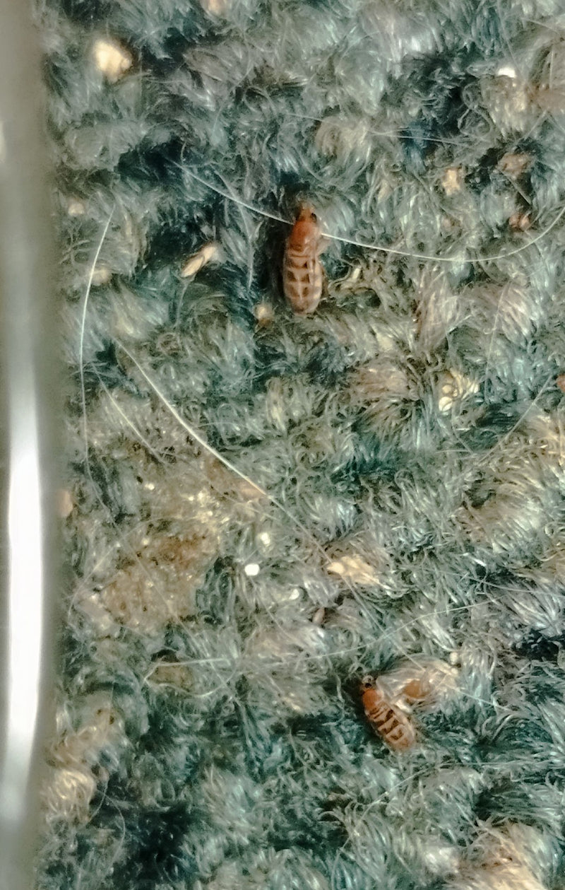 Zwei kleine Staubläuse krabbeln auf einem strukturierten Untergrund zwischen Fäden und Haaren. Die Insekten sind gut erkennbar und zeigen ihre typische Körpe...