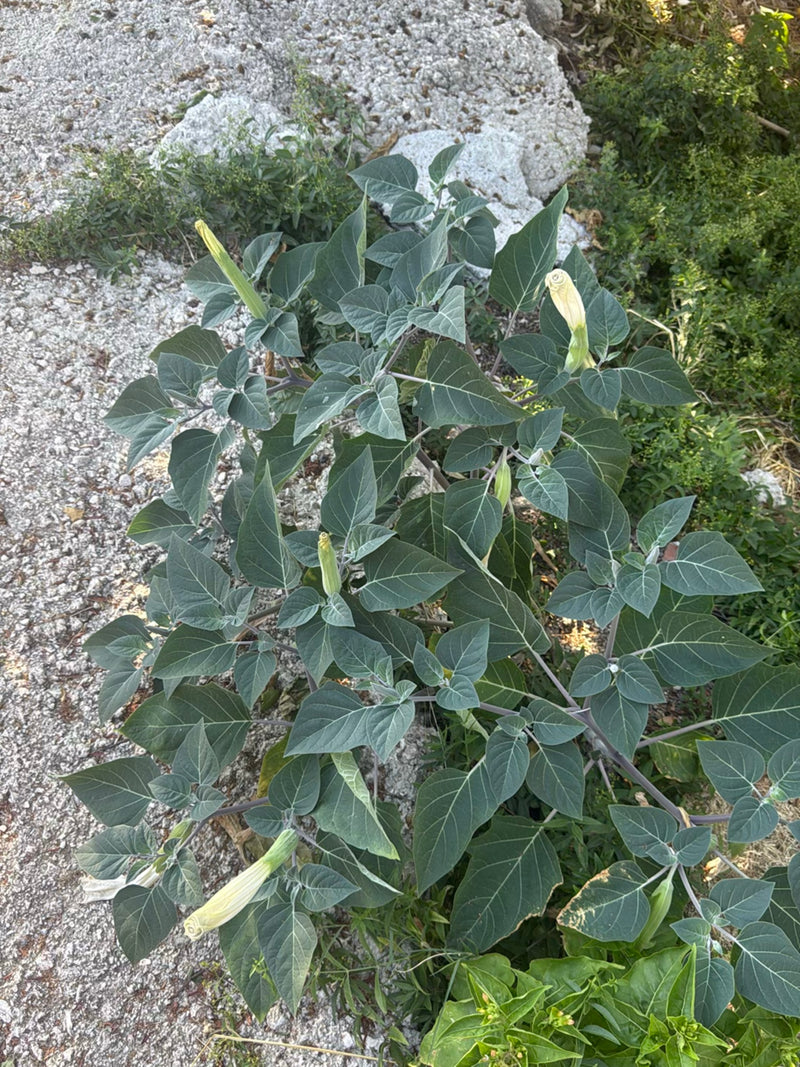 Gemeiner Stechapfel — Bild 1