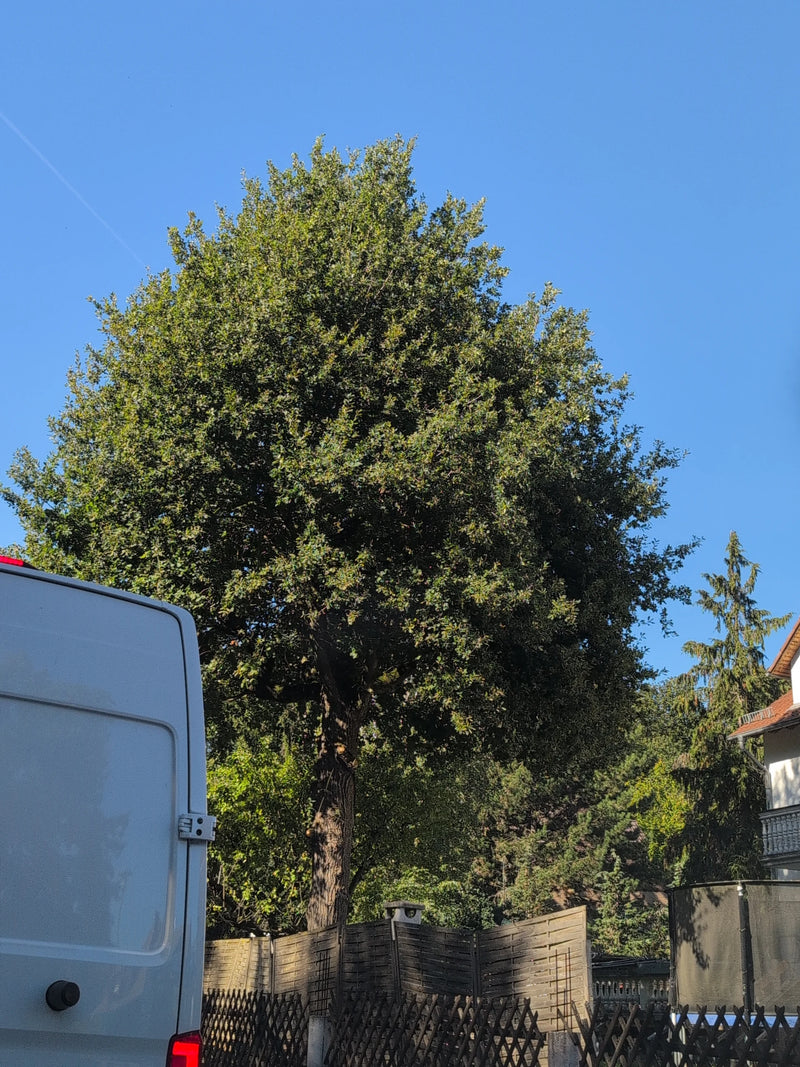 Eine hochgewachsene Steineiche mit dichter, rundlicher Krone hinter einem Holzzaun bei klarem Himmel.