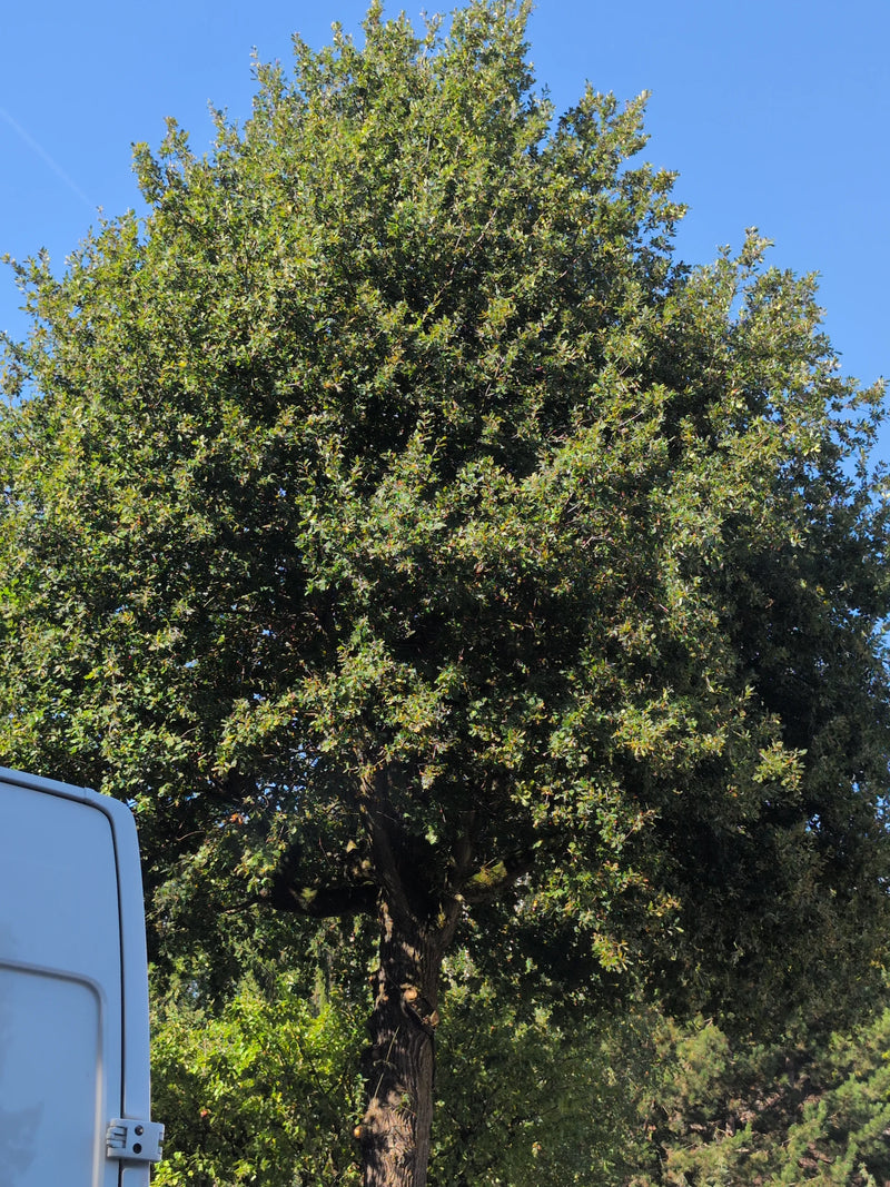 Zu sehen ist ein großer Baum mit einer dichten, grünen Krone und sichtbarem Stamm vor blauem Himmel.