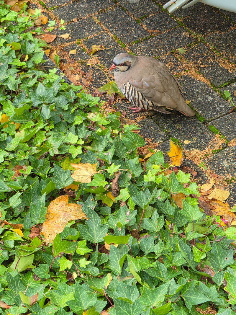 Steinhuhn — Bild 1 von 1