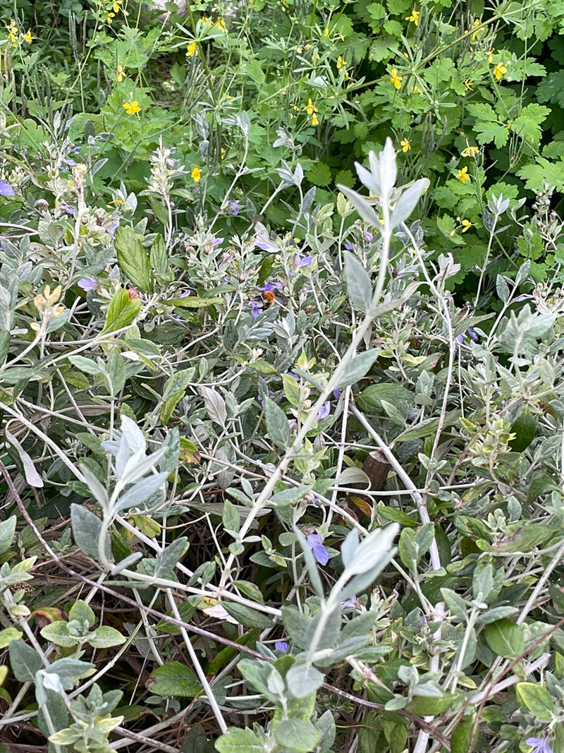 Steinhummel — Bild 1