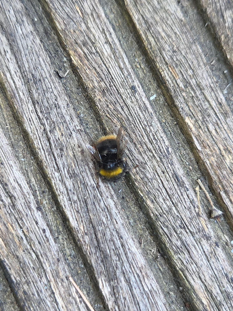 Steinhummel — Bild 3
