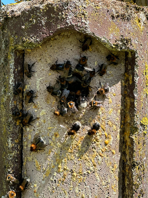 Steinhummel (Bombus lapidarius), 25.05.2026