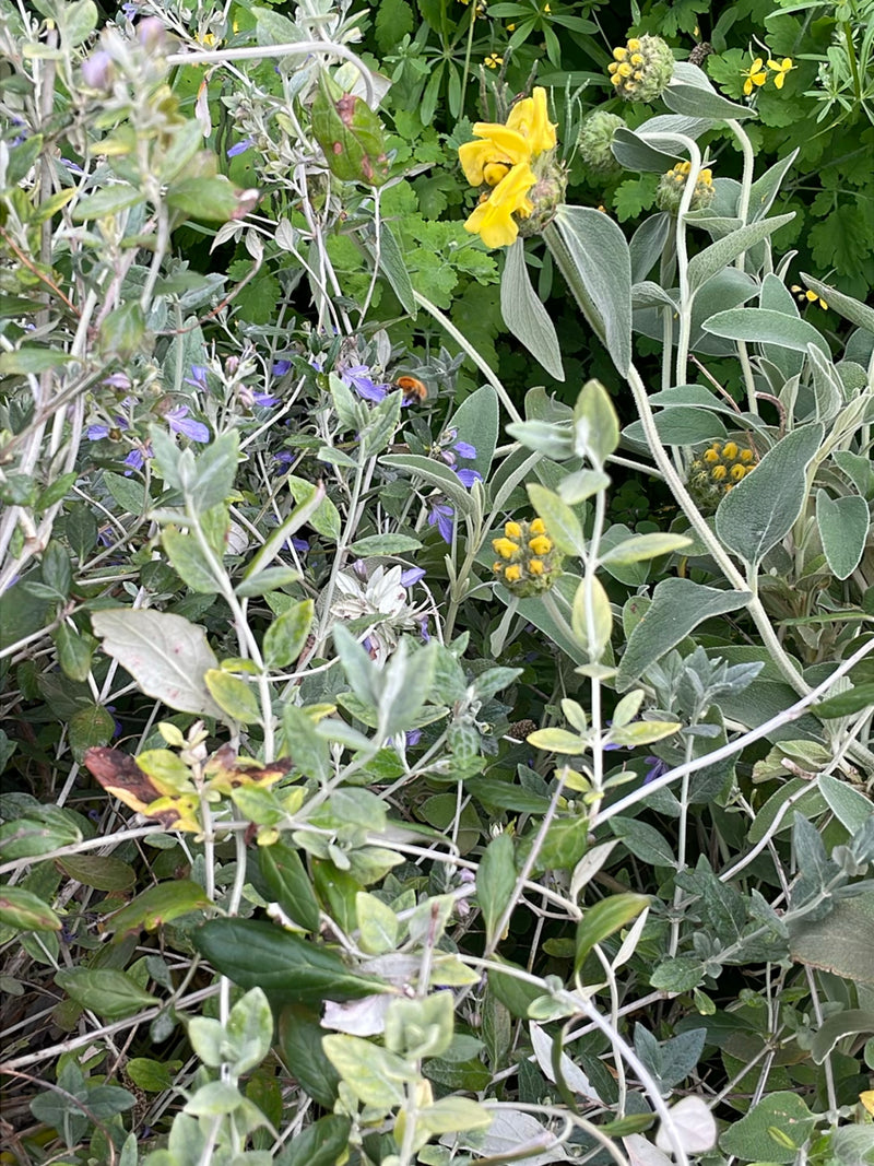 Steinhummel — Bild 4