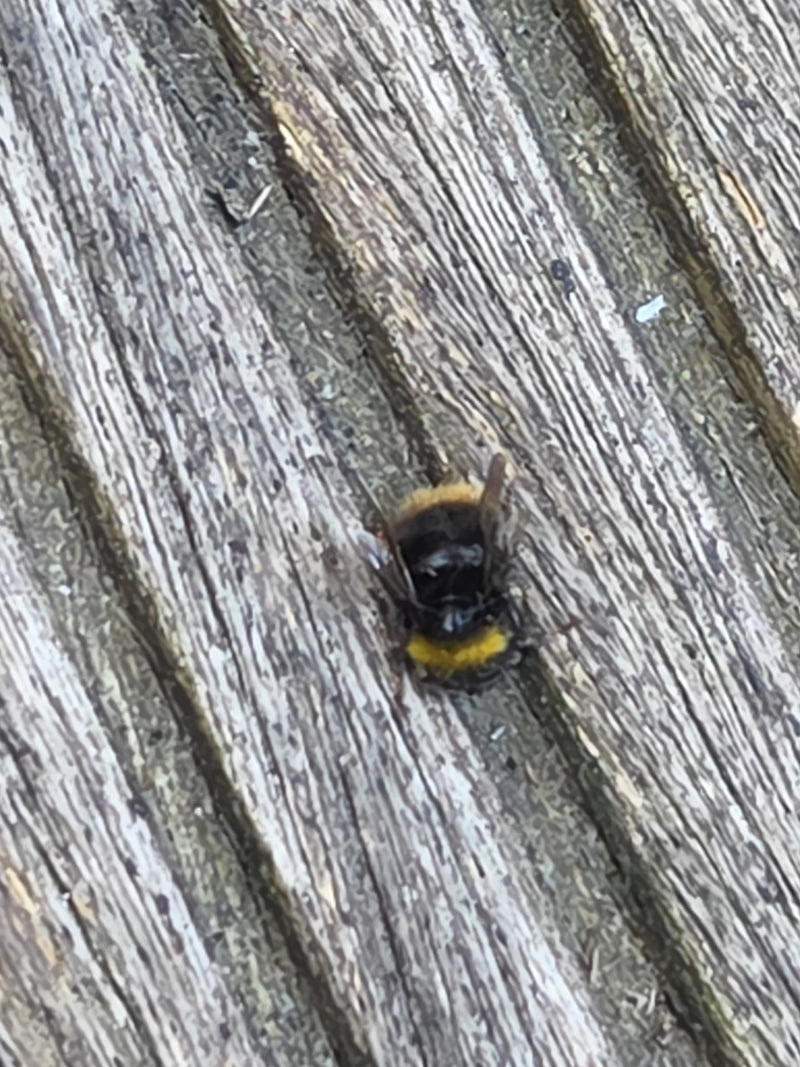Steinhummel — Bild 2