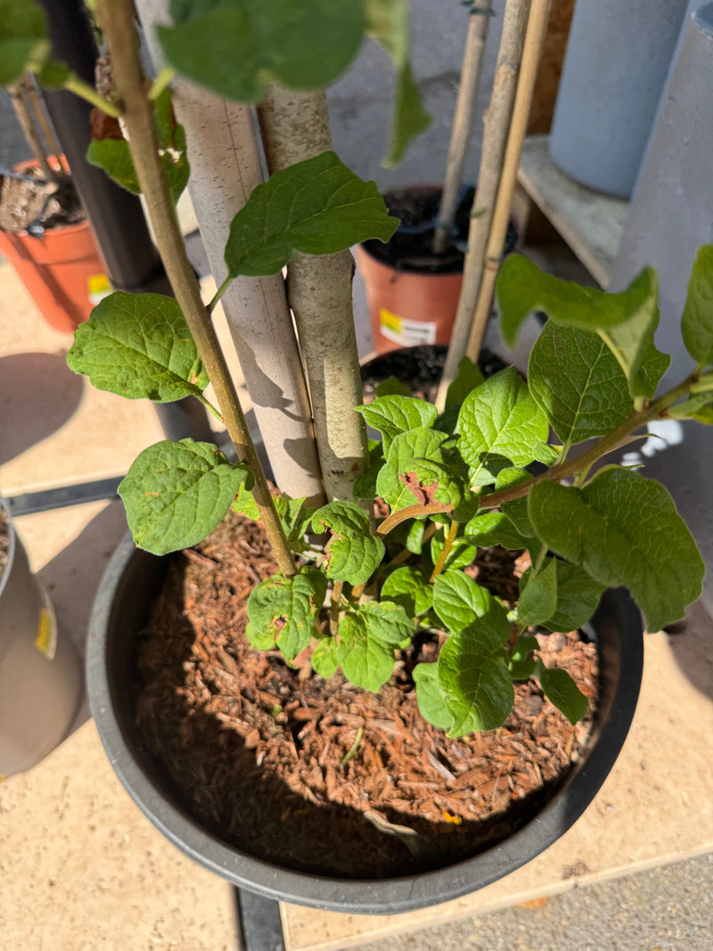 Steinobstbaum (Gattung) — Bild 5