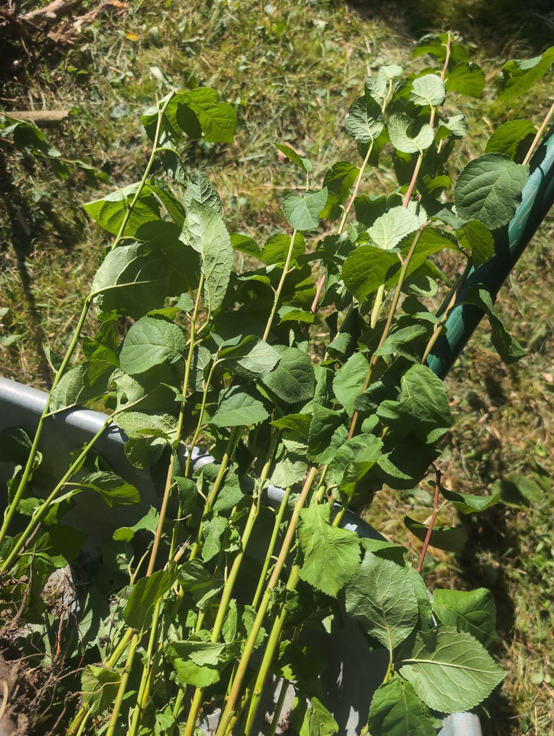 Steinobstbaum (Gattung) — Bild 2