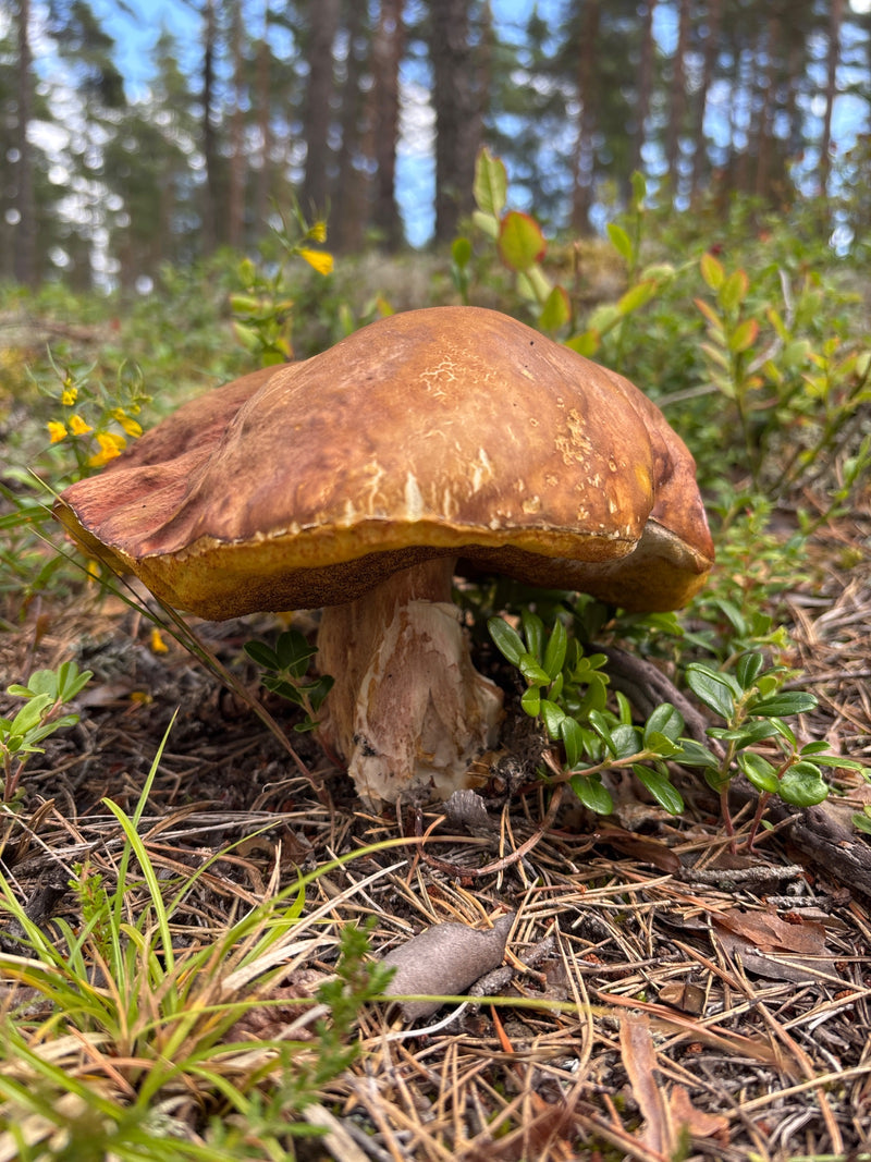 Steinpilz — Bild 2