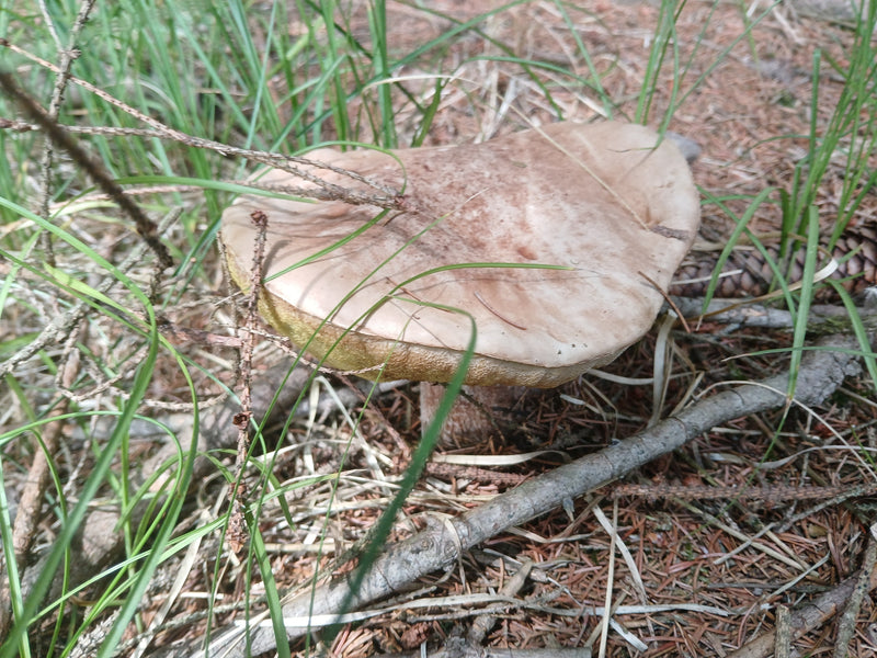 Steinpilz — Bild 4
