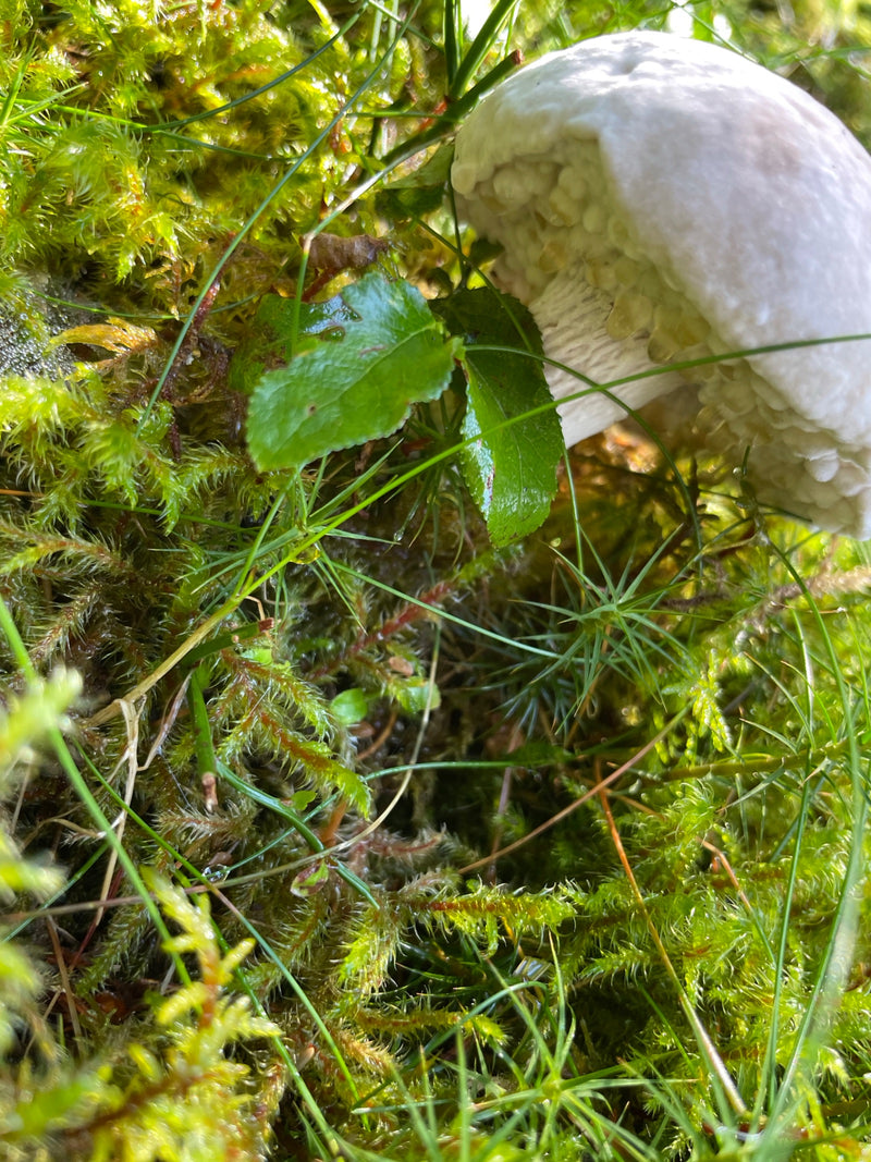 Steinpilz — Bild 3