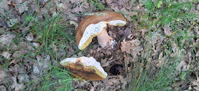 Steinpilz — Bild 1