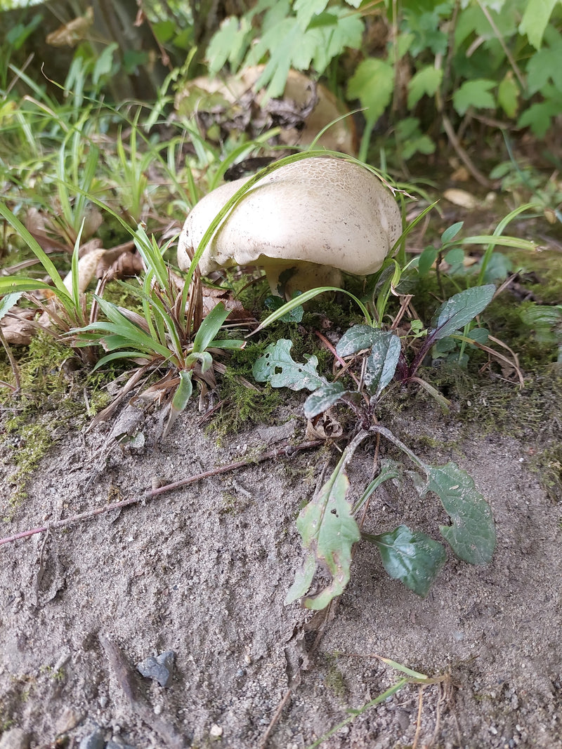Steinpilz-Art (Boletus sp.) — Bild 1 von 1