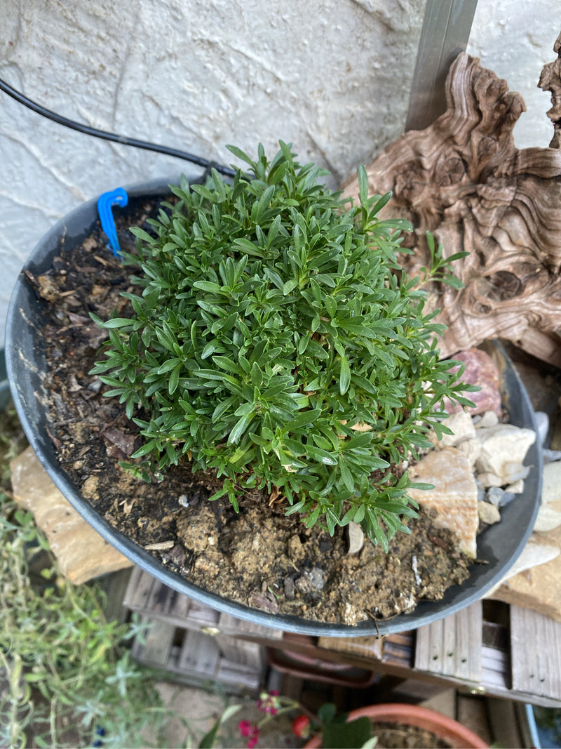 Eine dichte, grüne Steinsame (Lithodora diffusa) wächst als kompaktes Polster in einer flachen Pflanzschale mit Erde.