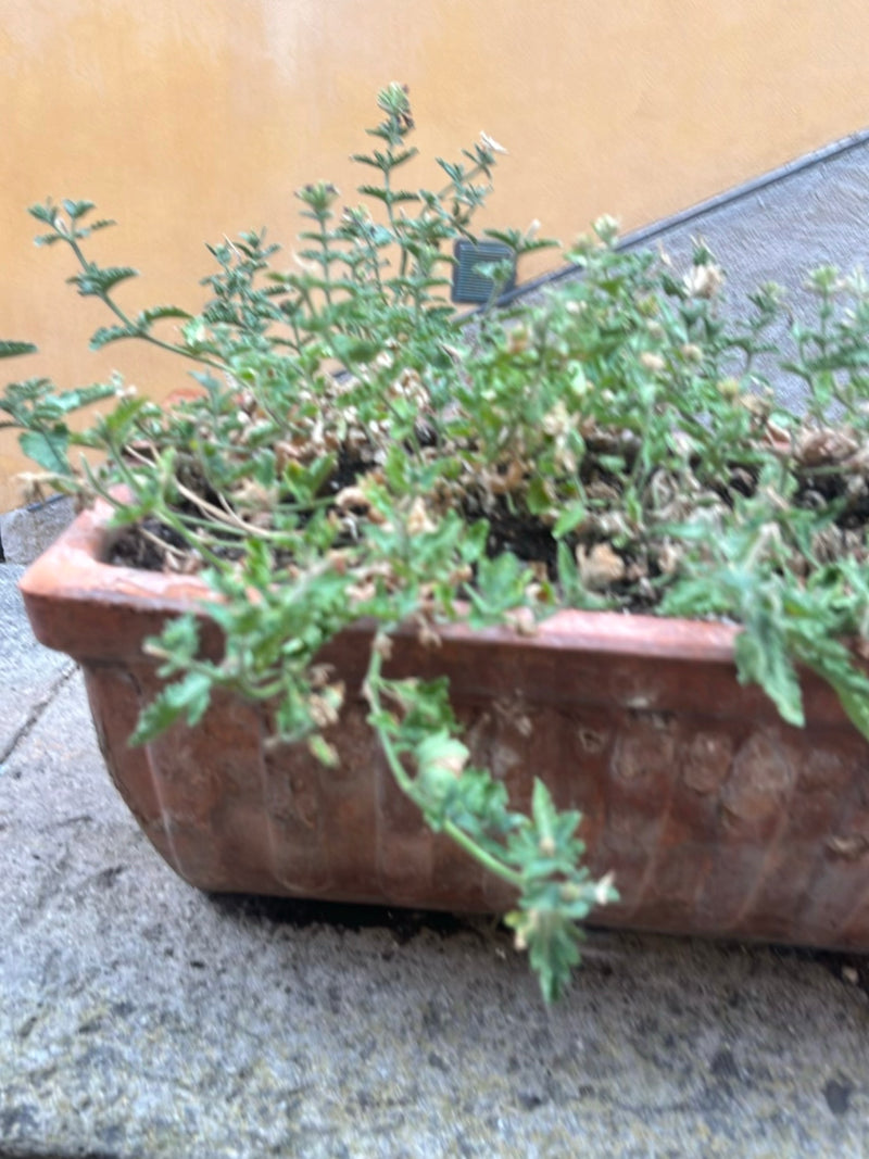 Steppen-Gamander — Bild 2
