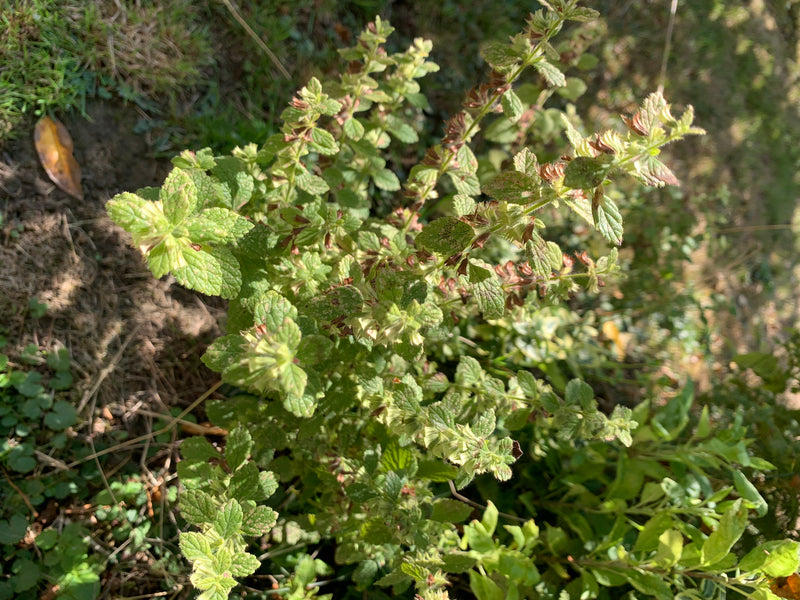 Steppen-Gamander — Bild 5 von 6