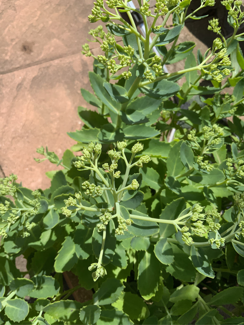 Steppen-Salbei — Bild 5