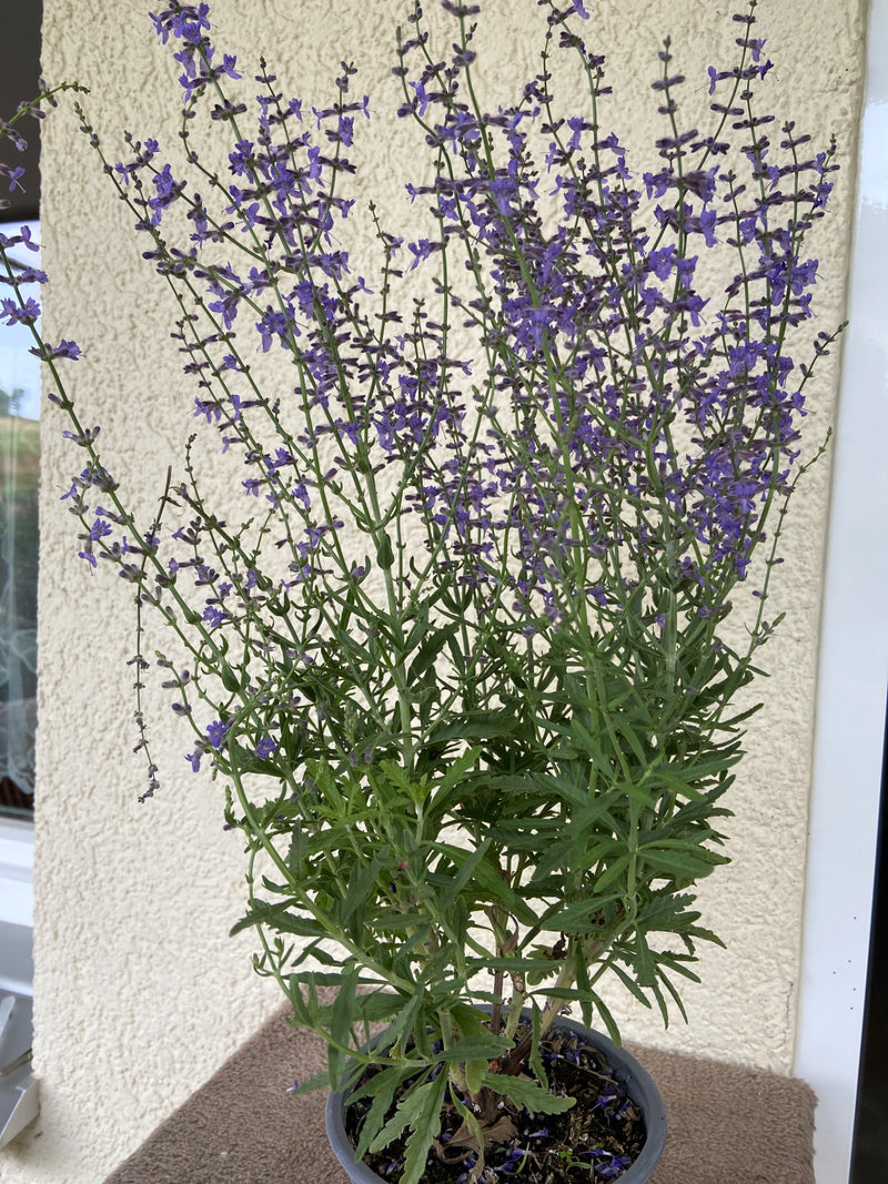 Steppen-Salbei — Bild 2