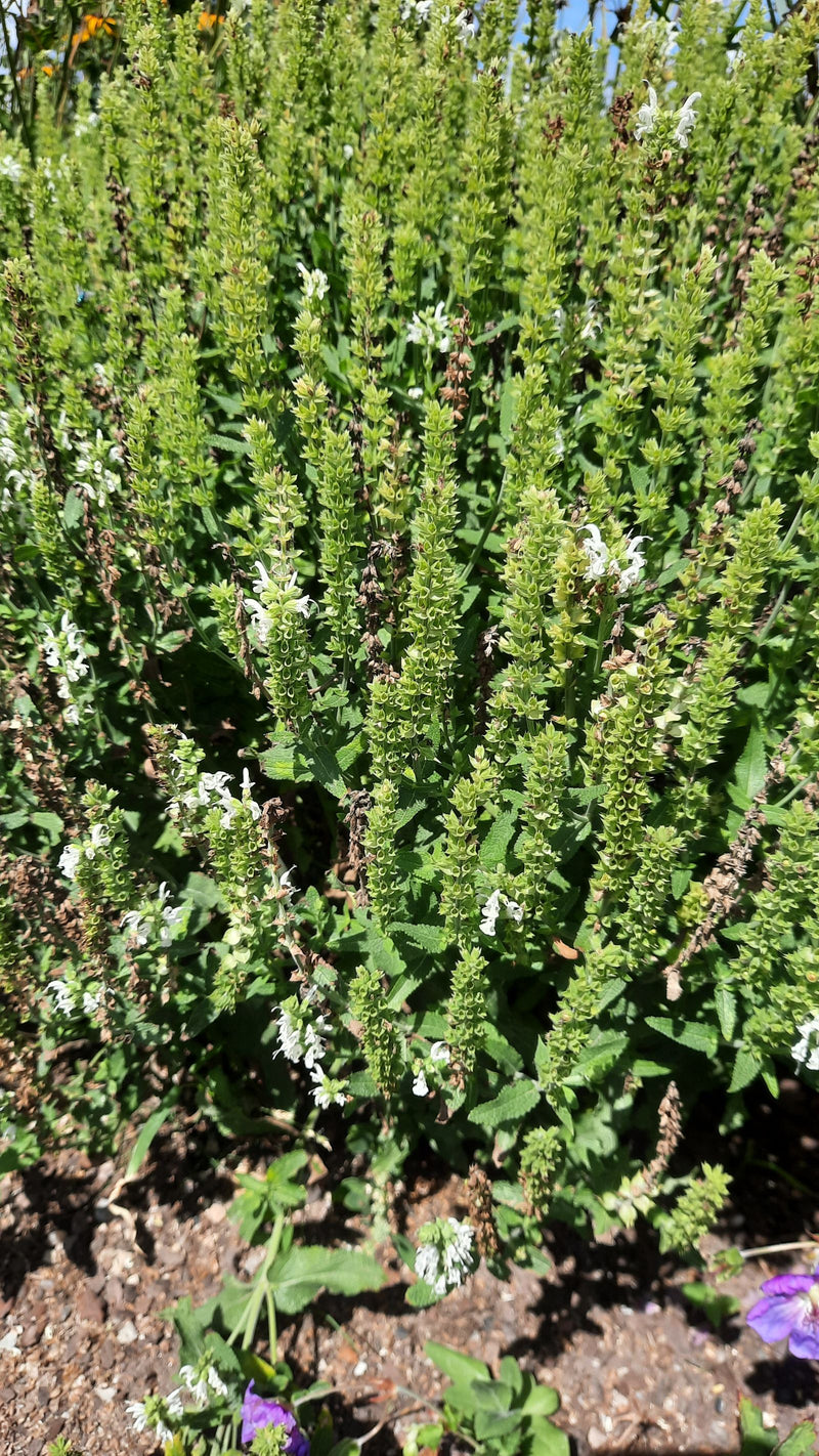 Steppen-Salbei — Bild 1