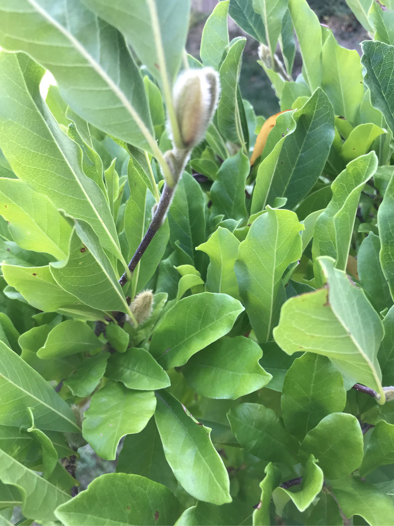 Zu sehen sind die grünen, glänzenden Blätter und eine charakteristisch behaarte Knospe einer Stern-Magnolie. Die Aufnahme zeigt einen Ausschnitt des Zweiges ...