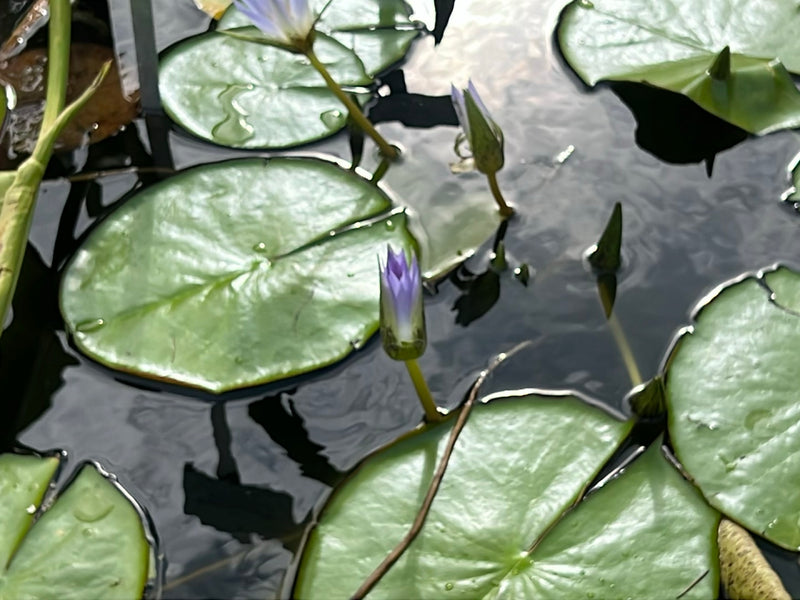 Stern-Seerose — Bild 3 von 12