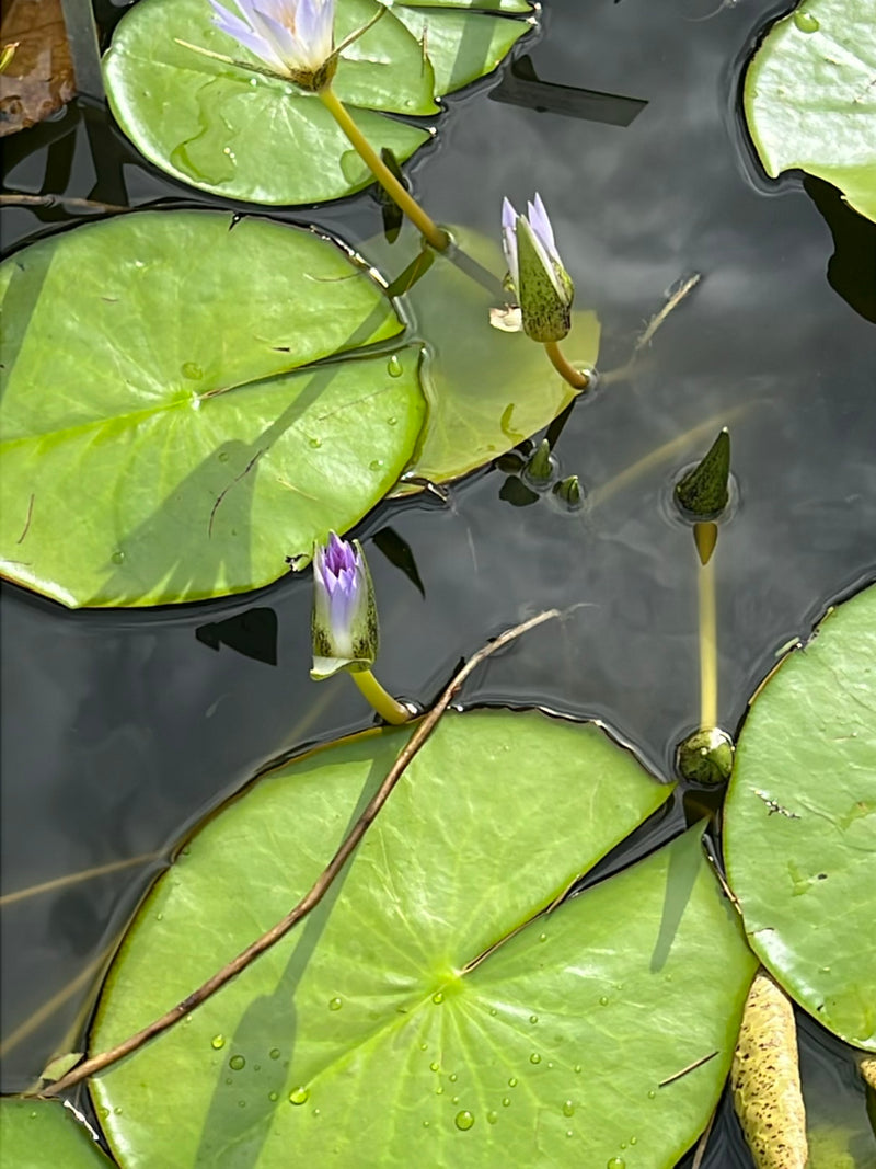 Stern-Seerose — Bild 2 von 12