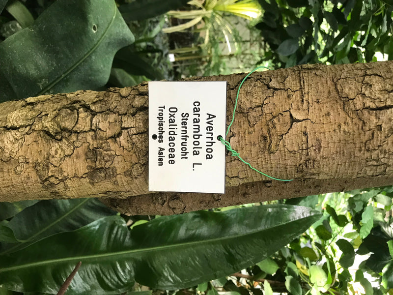 Sternfrucht — Bild 1 von 2