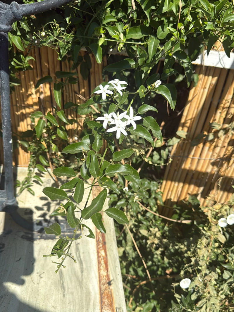 Sternjasmin — Bild 2
