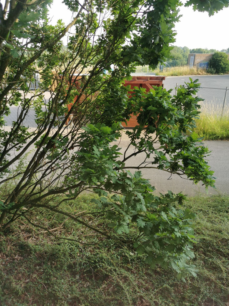 Zu sehen ist ein junger Stieleichenbaum mit charakteristischen grün gelappten Blättern an einem Wegrand. Die Äste wachsen über eine Asphaltfläche und Grünanl...