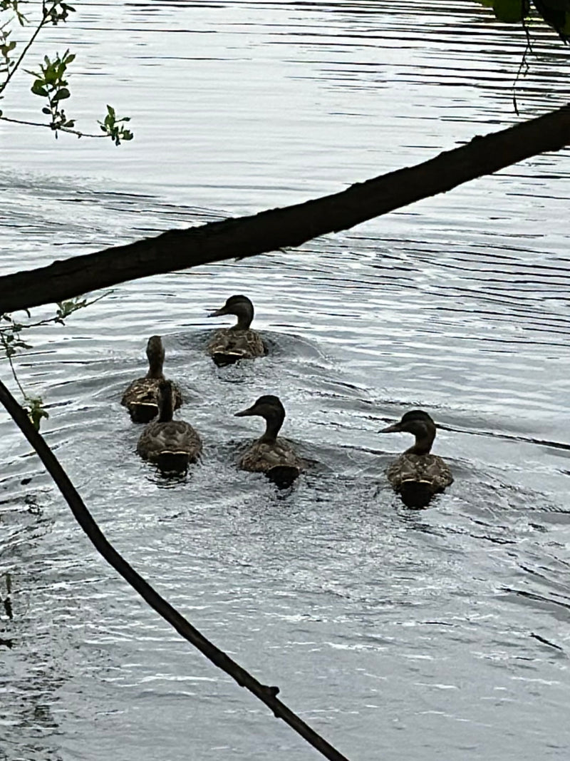 Stockente — Bild 2