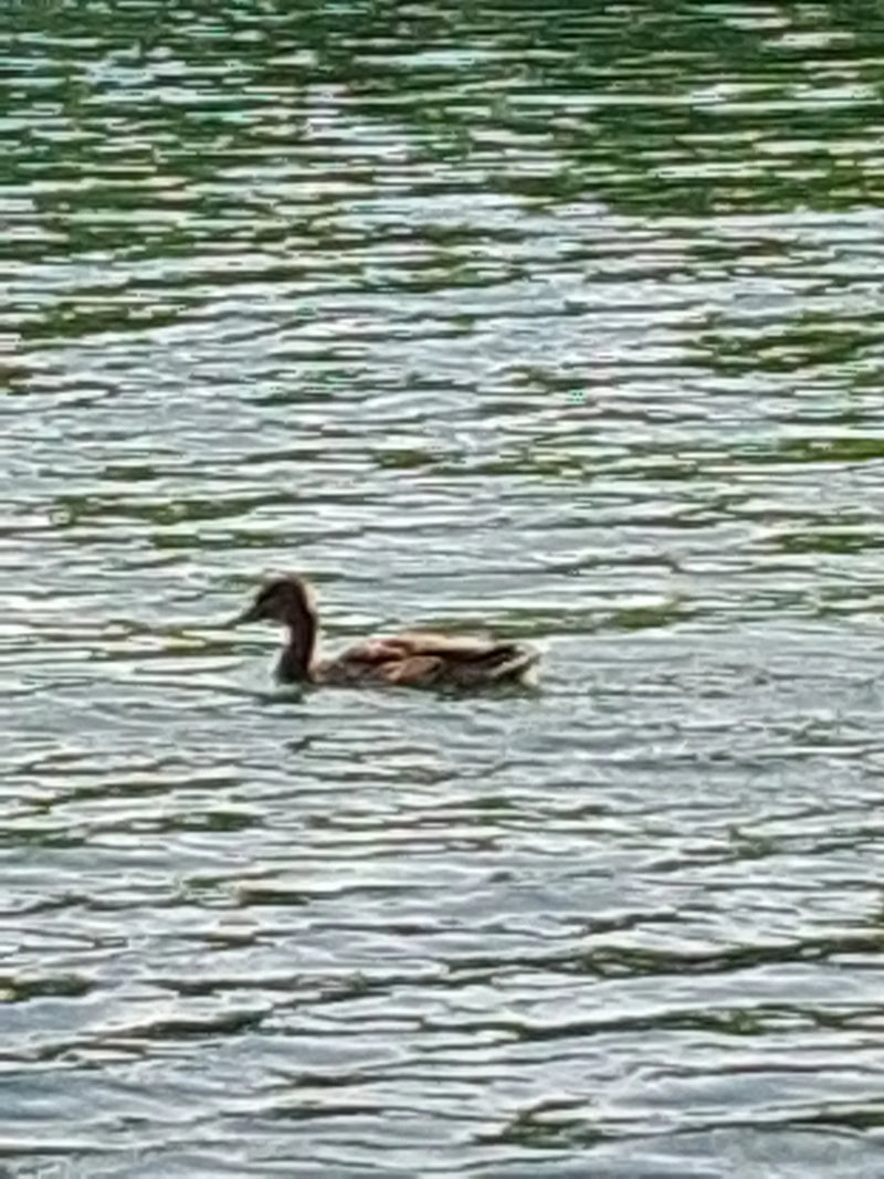Stockente — Bild 2