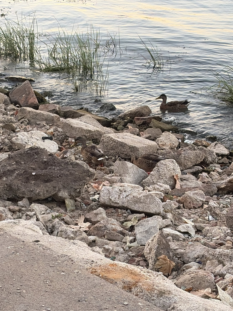 Mehrere Stockenten befinden sich an einem steinigen Ufer und im flachen Wasser. Die Vögel stehen zwischen den Felsen und schwimmen im See.
