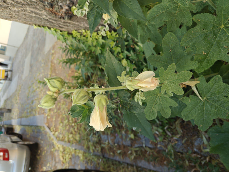 Stockrosen — Bild 5