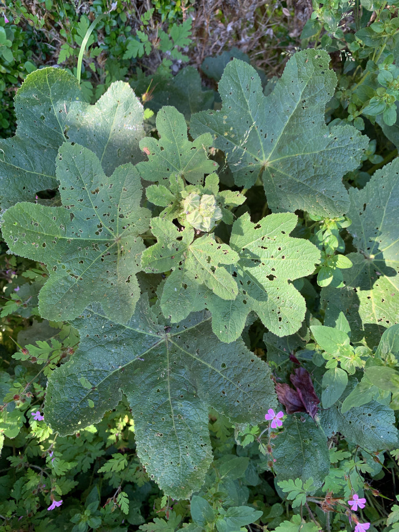 Stockrosen — Bild 1