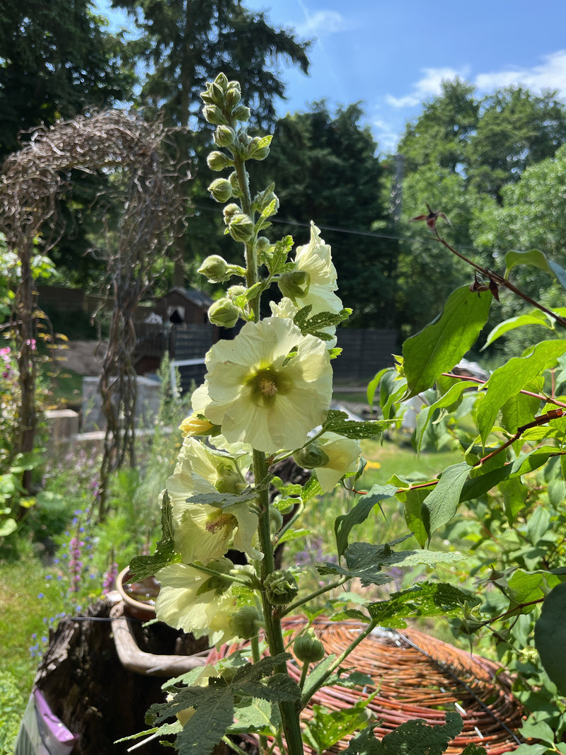Stockrosen — Bild 2