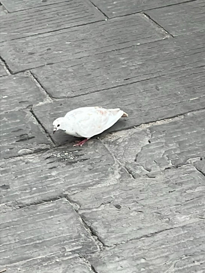 Straßentaube — Bild 1