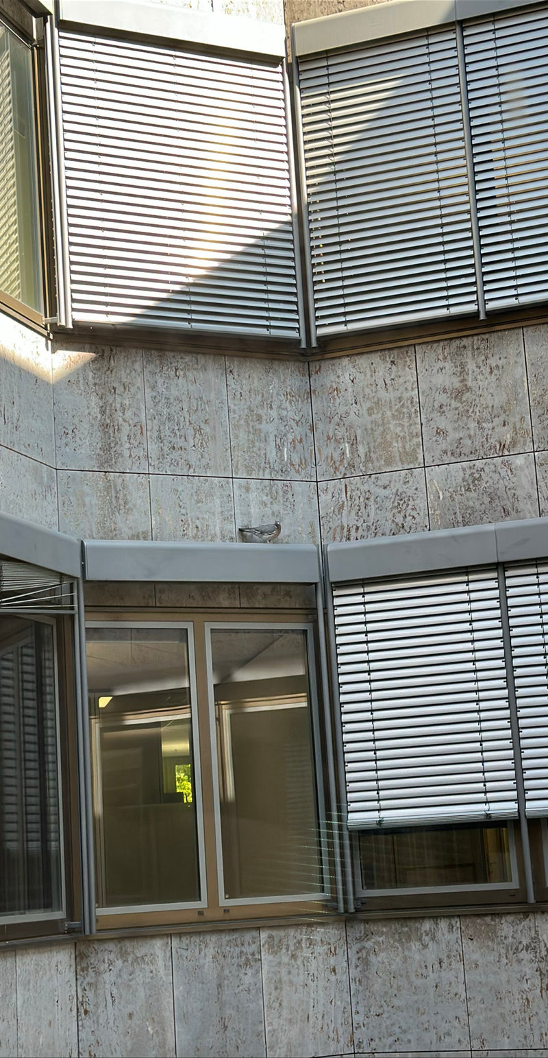 Straßentaube — Bild 4