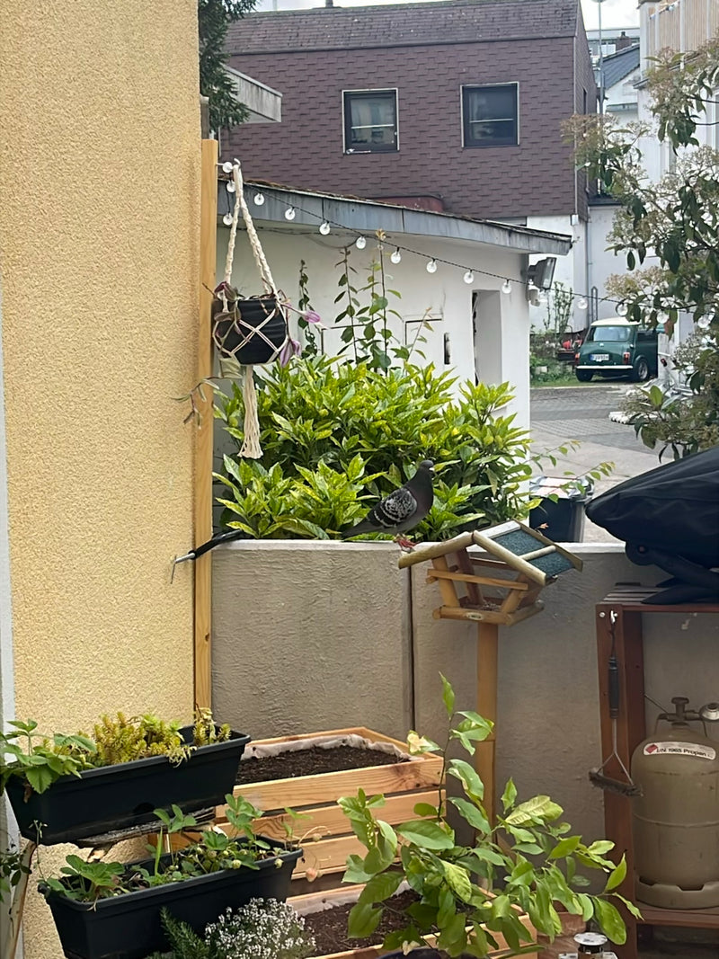 Straßentaube — Bild 3