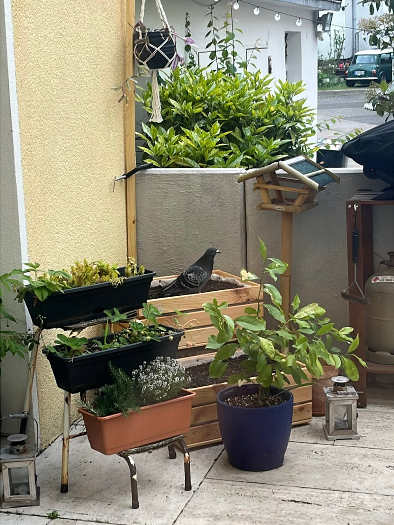 Straßentaube — Bild 5