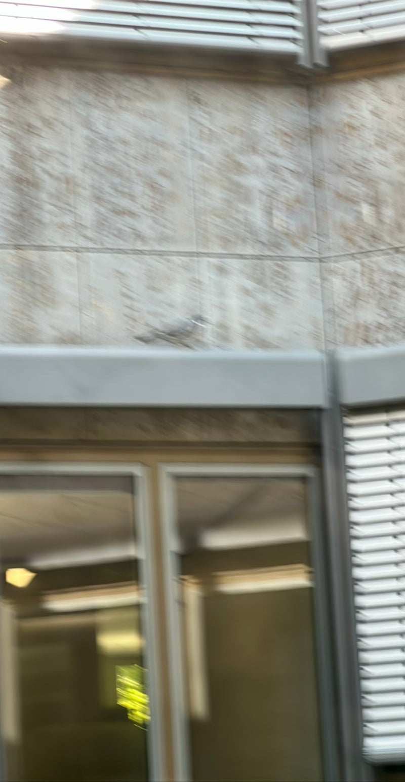 Straßentaube — Bild 5