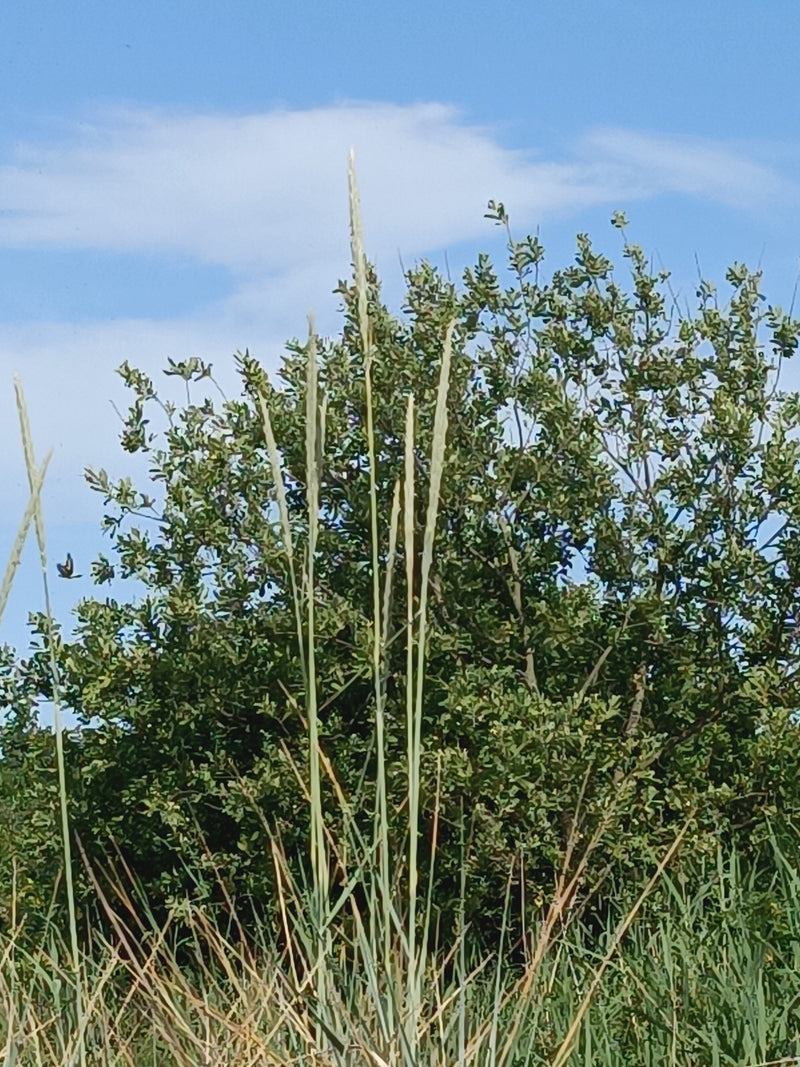 Strandhafer — Bild 4