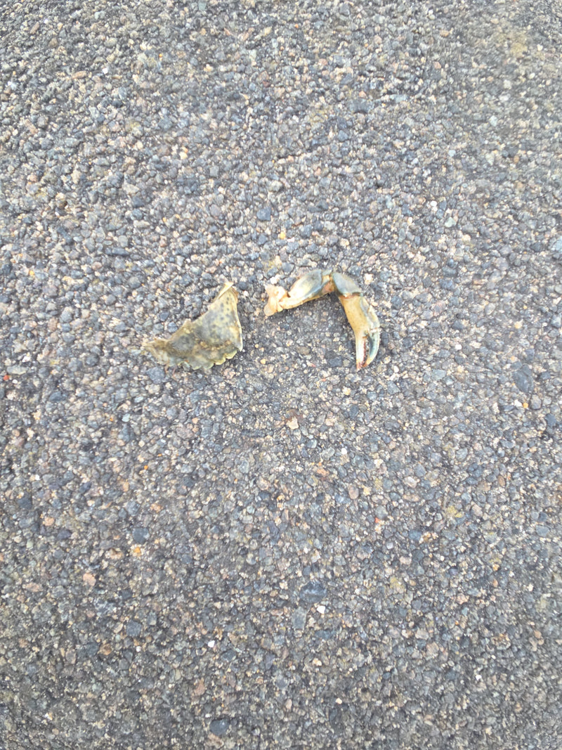 Strandkrabbe — Bild 2