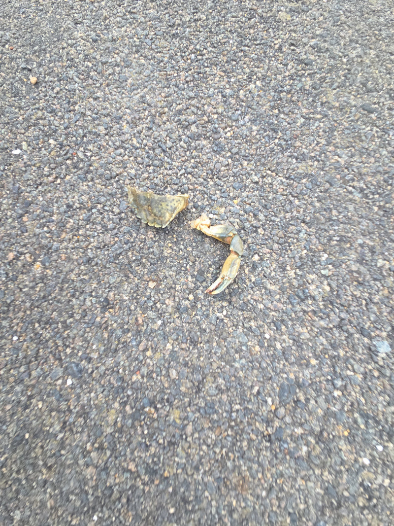 Strandkrabbe — Bild 1