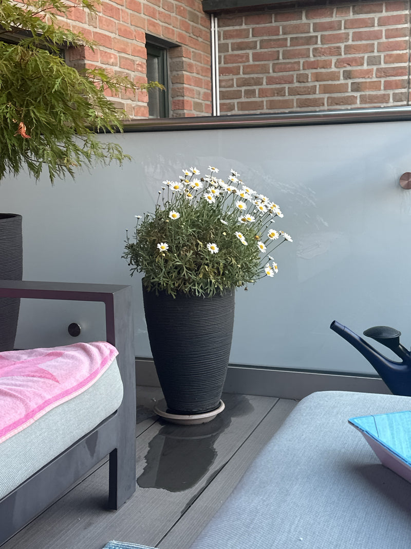 Strauchmargerite — Bild 1