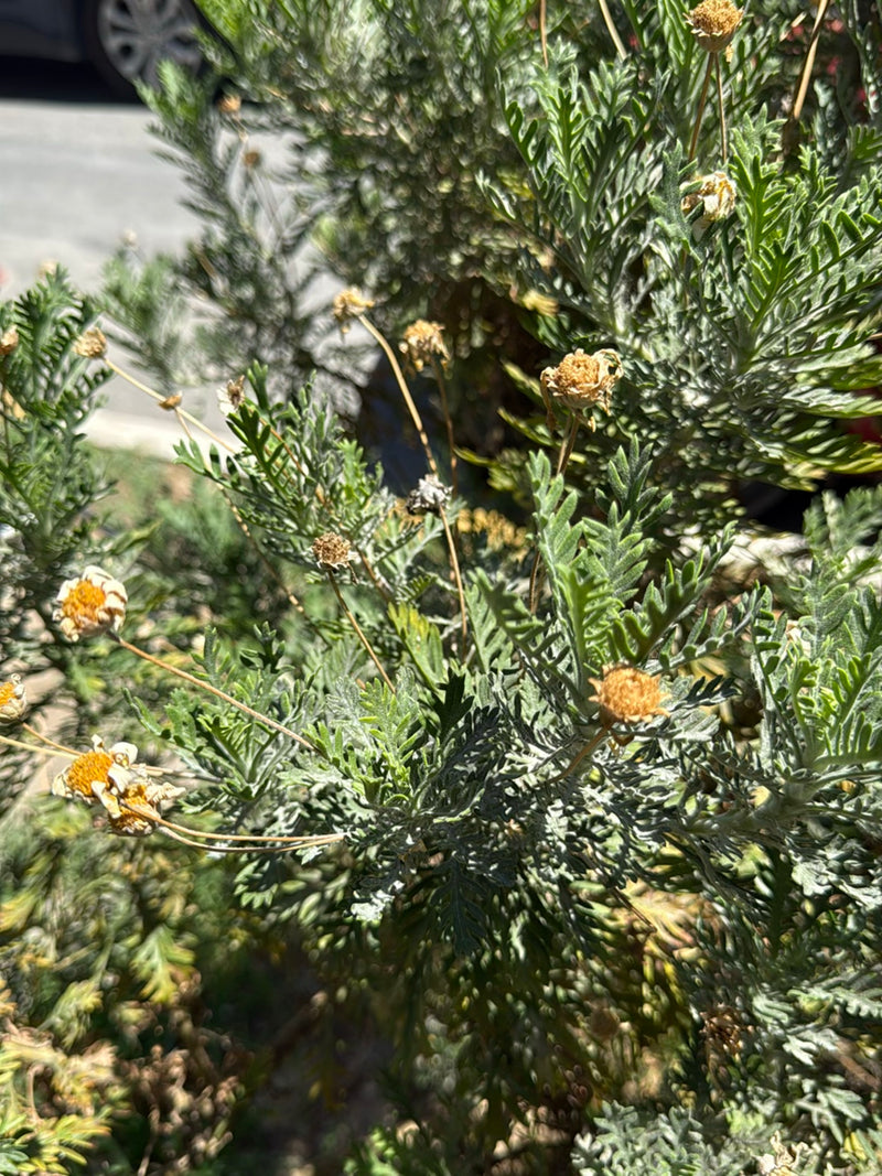 Strauchmargerite — Bild 3